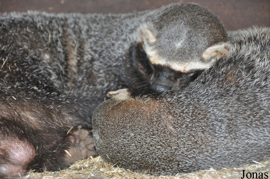 Uilen- en Dierenpark De Paay