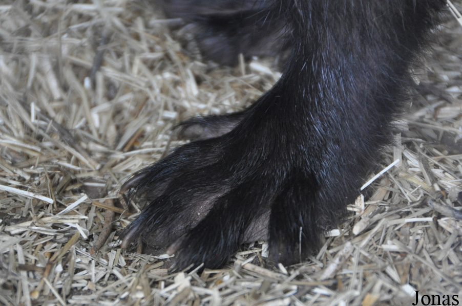 Uilen- en Dierenpark De Paay
