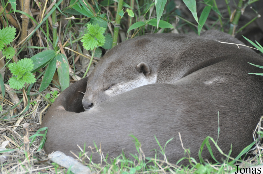 Wingham Wildlife Park