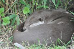 Wingham Wildlife Park