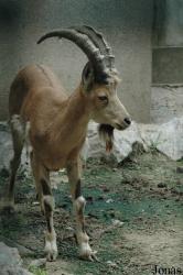Shanghai Zoo
