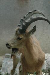 Shanghai Zoo