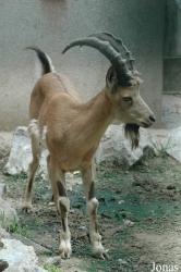 Shanghai Zoo