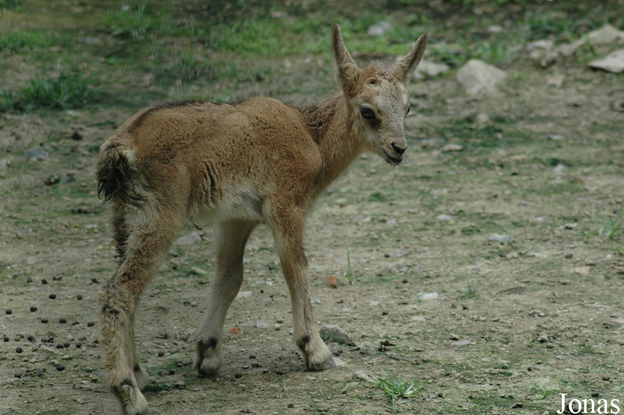 Shanghai Zoo