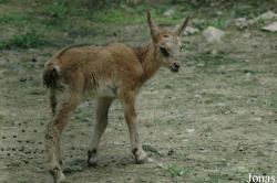 Shanghai Zoo