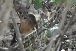 Nesotragus moschatus