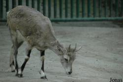 Shanghai Zoo