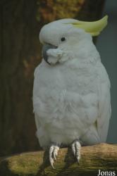 Cacatua sulphurea