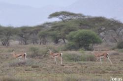 Enduimet Wildlife Management Area