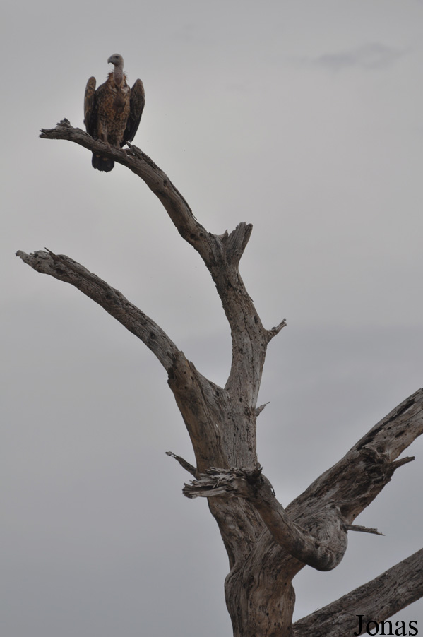 Enduimet Wildlife Management Area