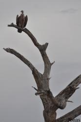 Enduimet Wildlife Management Area