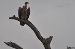 Enduimet Wildlife Management Area
