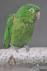 Psittacara leucophthalmus
