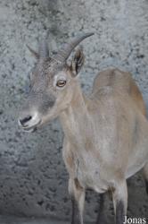 Zoo Praha