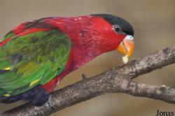 Weltvogelpark Walsrode