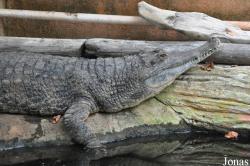 La Ferme aux Crocodiles