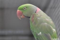 Vogelpark Moosbad Altdorf
