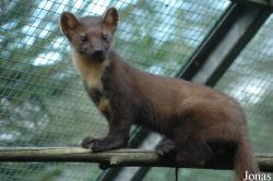 Bayerwald-Tierpark Lohberg