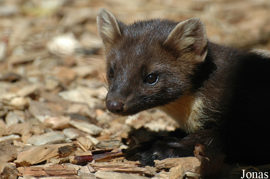 Wildpark Altenfelden
