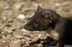 Wildpark Altenfelden