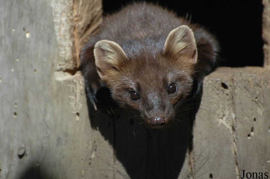 Wildpark Altenfelden