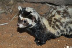 Vormela peregusna