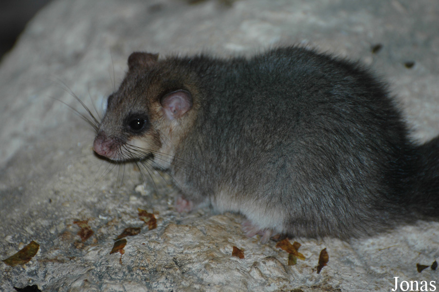 Zoologická a botanická zahrada města Plzně