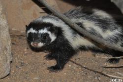 Zoologická a botanická zahrada města Plzně