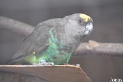 Vogelpark Turnersee