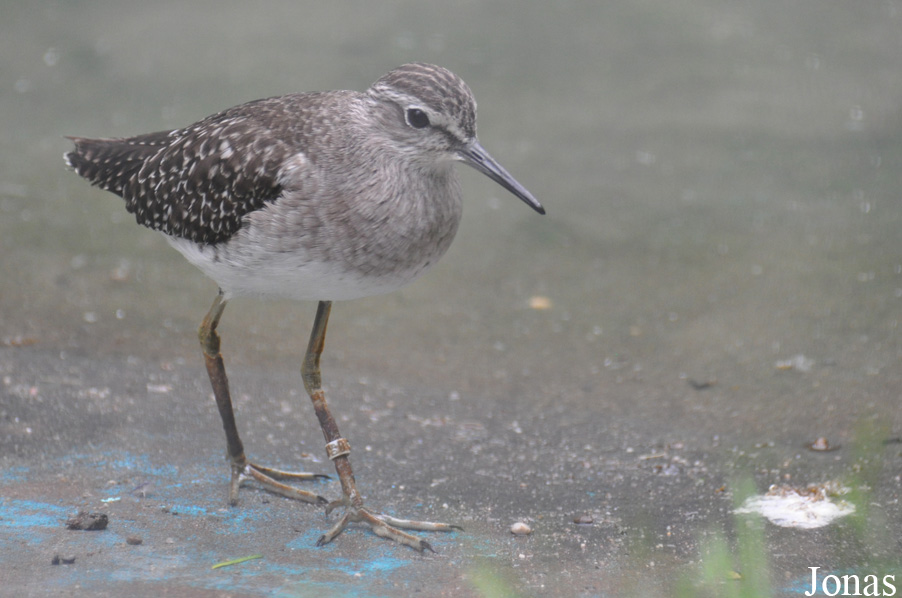 Vogelpark Turnersee