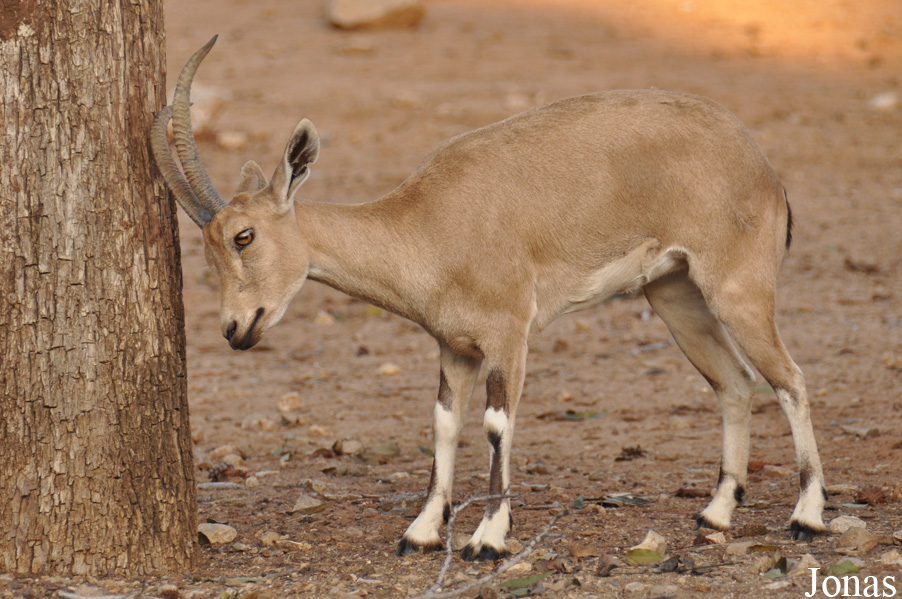 Zoological Center Tel Aviv-Ramat Gan