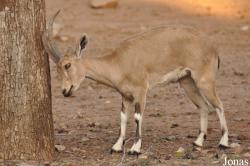 Zoological Center Tel Aviv-Ramat Gan