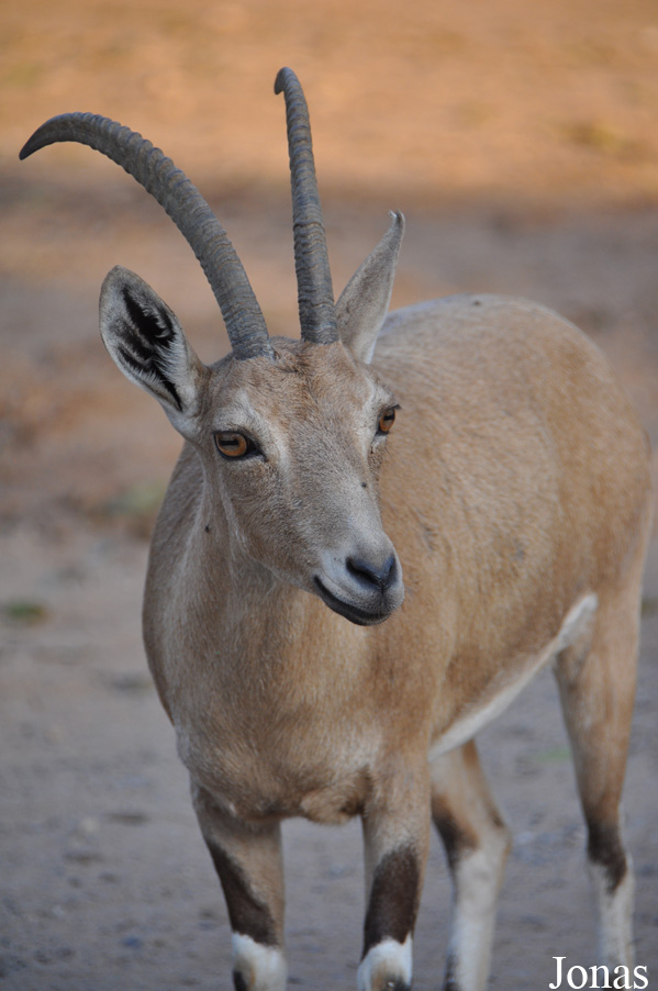 Zoological Center Tel Aviv-Ramat Gan