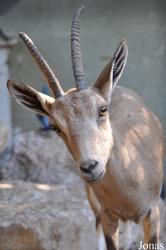 Abu-Kabir University Zoo (P)