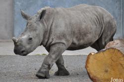 Knowsley Safari Park