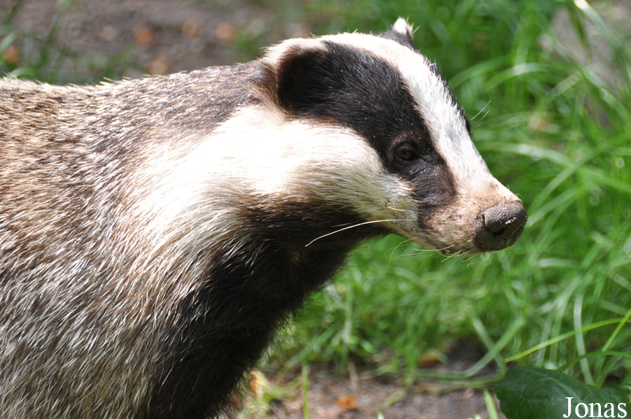 Wildpark Eekholt