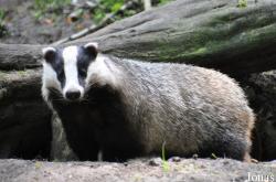 Wildpark Eekholt
