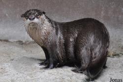 Aonyx capensis
