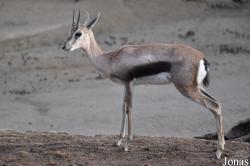 San Diego Zoo