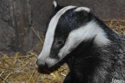 Wildwood Trust