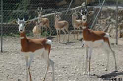 Parque de Rescate de Fauna Sahariana