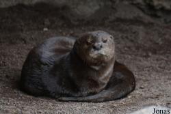 Bioparc Valencia