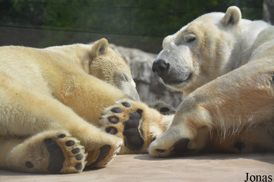 Zoologischer Stadtgarten Karlsruhe
