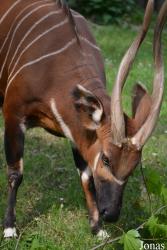 Zoo Bojnice