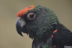 Poicephalus gulielmi gulielmi