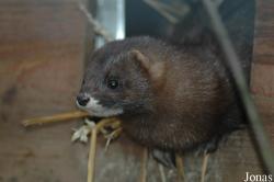 Mustela lutreola