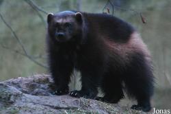 GaiaPark Kerkrade Zoo