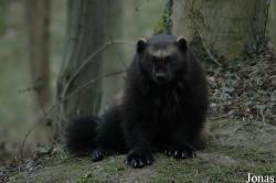 GaiaPark Kerkrade Zoo