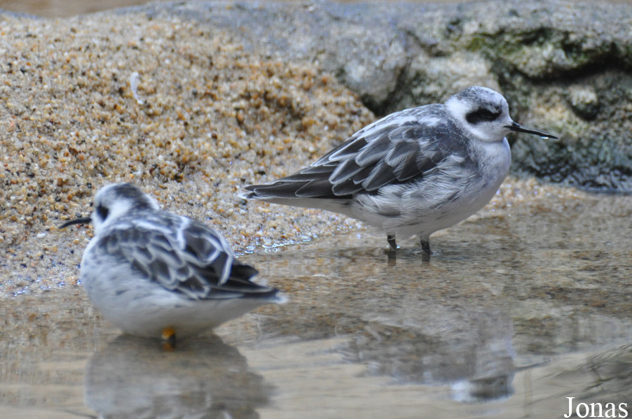 Monterey Bay Aquarium