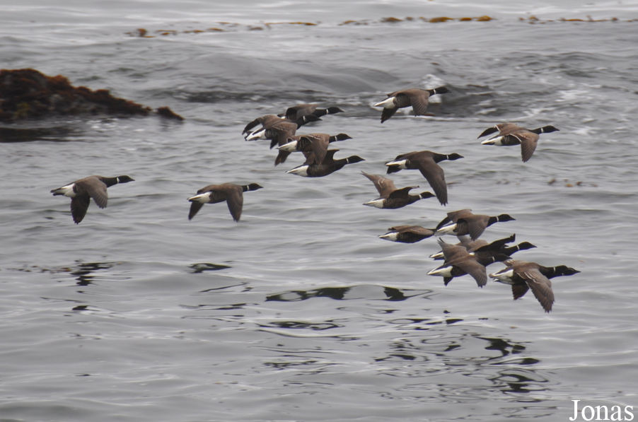 Piedras Blancas Elephant Seal Rookery